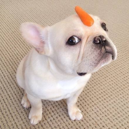 出門上班時(shí)忘給法斗留狗糧,半小時(shí)后男友發(fā)來狗狗照片差點(diǎn)笑噴